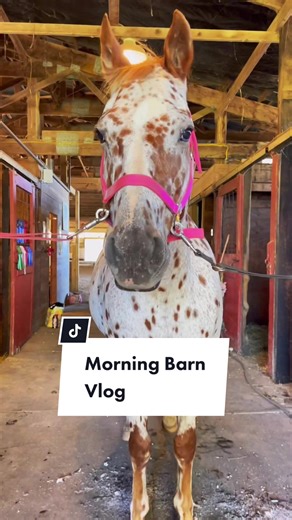 Morning Barn Vlog - Nina's Horse Barn Chores