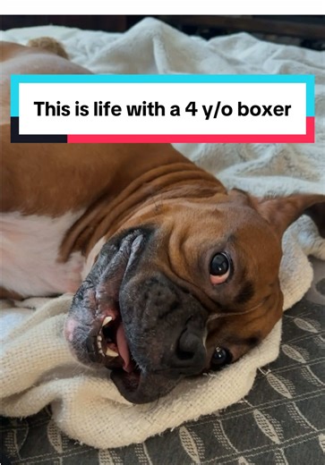 Life with a 4-Year-Old Boxer: A Joyful Experience