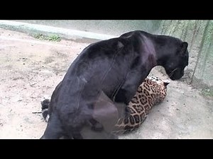 Wild Jaguar and Black Leopard Mating Firs Time [Metamorphosis Documentary]