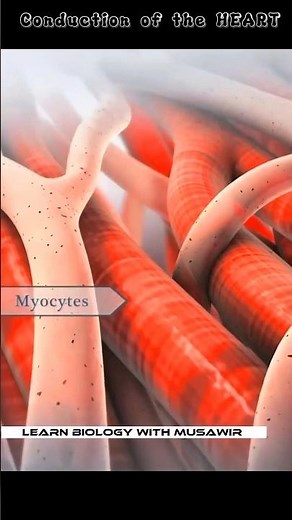 Conduction Of The Heart - #cardiology #shorts