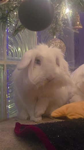 Cleaning Kyle #bunny #rabbit #fyp #bunnies #rabbitsoftiktok