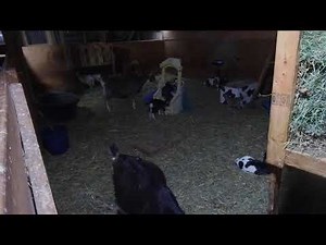 Baby Goat Close Up Camera
