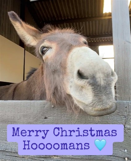Donkey Delights: Merry Christmas to All Hoooomans!