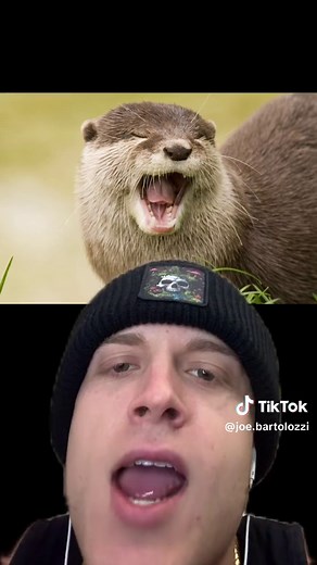 Cute Otter Videos: Adorable River Otter Moments