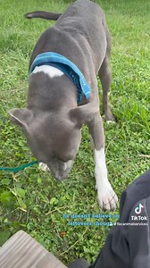 9.1K views · 119 reactions | Noble had a blast on his lunch date to Taco Bell today! He’s hoping to find a home with plenty of left overs for him to work on  Noble is 3YO and has been with FBCAS since 3/6/23. That’s over a year! | Fort Bend County Pets - Fort Bend County Animal Services | Facebook