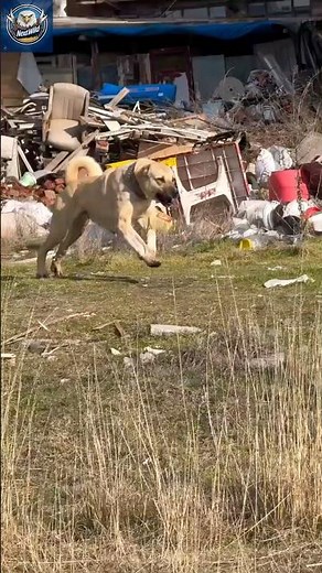 Kangal Attacks with Brutal Force Caught on Cam!