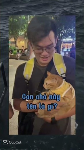 Ui trời ơi con chó tên là con mèo 🤣