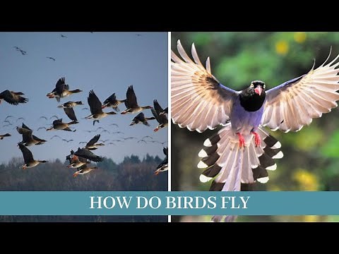 How do birds fly || how birds fly long distance || how birds fly together || how birds fly science