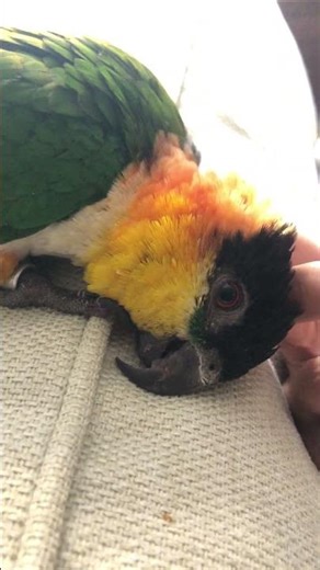 Caique parrot melt under some gentle head scratches!