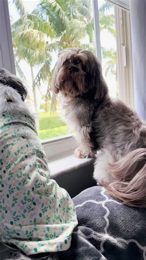 Stephanie Peters (@stephanie.peters01)’s videos with Little Life - Robert Gromotka