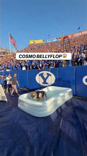 This bellyflop by BYU’s Cosmo is WILD! #byu #cosmo #cfb #week1 #football (via thecosmocougar/X)