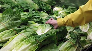 Farm tied to romaine E. coli outbreak recalling cauliflower, other lettuces