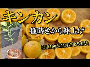 【キンカン種蒔きから鉢上げ】レモンの種も同様に、ほぼ100％発芽させる方法