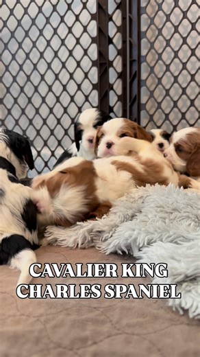 This is a tutorial about ‘mismarked’ cavaliers compared to the traditional markings of Tricolors and Blenheims. This video showcases Winston - the most adorable mismarked cavy who has us all wrapped around his paw and one of the first picked from our waiting list. 🐶🐾 | King David's Cavaliers of Memphis