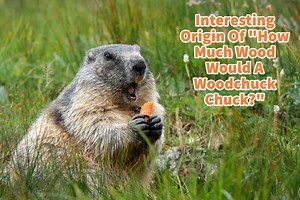 Interesting Origin Of How Much Wood Would A Woodchuck Chuck? | Mondoro