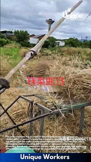 Threshing Rapeseed: Traditional Method with a Beating Machine
