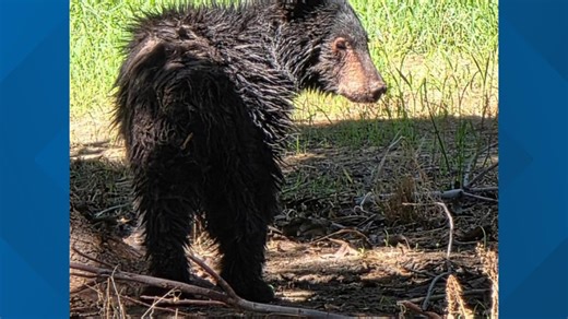 Bear cub found wandering around pecan orchards along Interstate 10