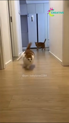 I do tricks. Like ‘ignore’ and ‘sleep.’ | Creative Company