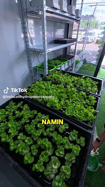 Effective Watering Routine for Hydroponic Gardens