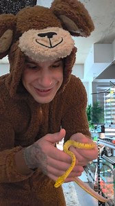 Loving this Green Tree Python Sorong🐍 #greentreepythons #greentreepythonsofinstagram #greentreepythonsorong #greentreepython | Pierrefitch