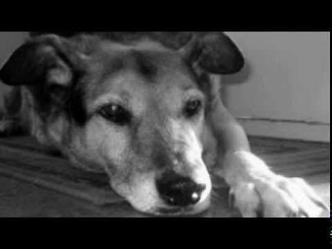 "Old Grey Dog"- Beautiful sad song