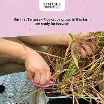 Harvesting Temasek Rice in a Vertical Farm!