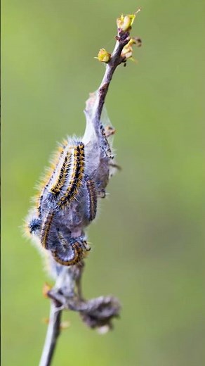 World's Deadliest Caterpillar - Assassin Caterpillar: Lonomia Obliqua [2024]