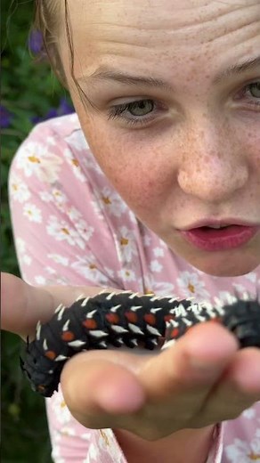 These are Cabbage Tree Emperor Moths, the coolest creatures we found in our garden today! 🐛🌍