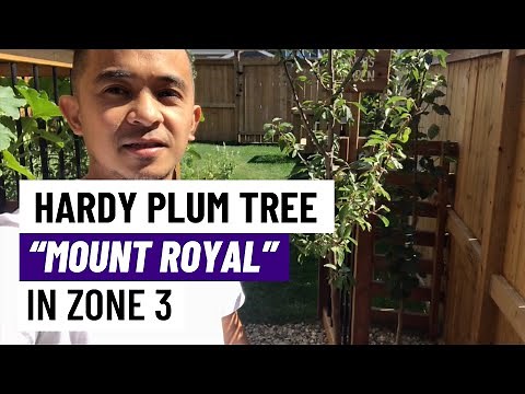 Planting A Hardy Plum Tree "Mount Royal" In Our Zone 3 Garden