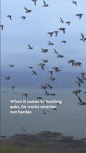 He’s not just hunting, he’s on a mission. 😤 #IncredibleAnimalJourneys #ArcticFox #NatGeoAnimals