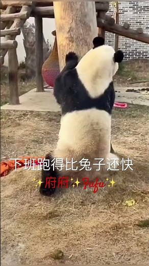 😍🐼 Giant panda run faster than rabbits when they get off work🤣可爱的大熊猫宝宝府府下班跑得比兔子还快🥳❤️🩵🎶🥰🥰
