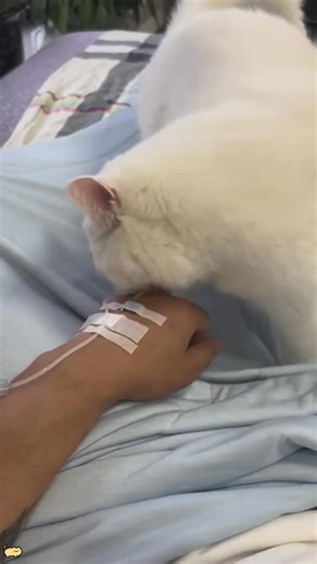 Cats attack 😸 #cats #catsoftiktok #funnycats #catlover #catvideos #kitten #catfails | Cat Funny Videos 018