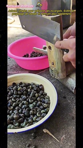 Astuces simples pour préparer les escargots, éviter le gaspillage de viande et nettoyer plus