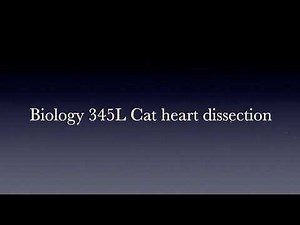 How to do the cat heart dissection