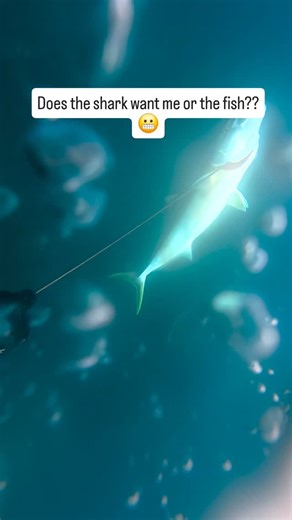 Self Sufficient Rhys on Instagram: "Spearfishing solo at this time of year up here in these sharky waters can be quite challenging. This encounter certainly got the heart rate up a bit and kept me on my toes. This fish is the one I gave away in my last reel to some strangers on a boat. All this for a fish I was giving away 😅 #spearfishing #solo #sharks"