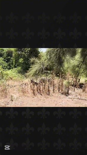 Hunter Saves Dog from Wild Boar | Intense Hunting Moment #wildboar #hunting #shorts #dog