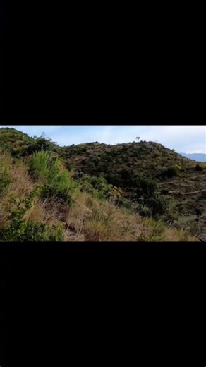 black Partridge is so difficult target #wildlife