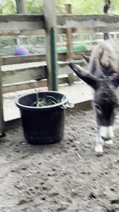 12K views · 1.5K reactions | So when new babies come and they should...