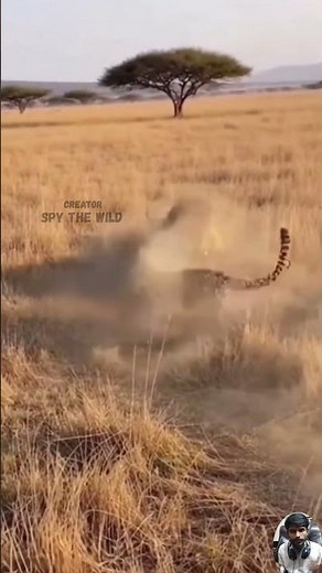 Lion vs Cheetah Wildlife Battle | Cheetah Nearly Taken by a Lion But Help Arrives in a Shocking Turn