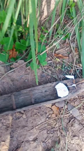 Video của Quan Sơn (@quan.sn74) với bản nhạc សំឡេងដើម - ខ្ញុំ🍀🪉ស្រឡាញ់🍀🪉ទូកង - @vatana