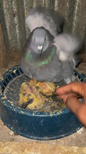 pigeon loft clean #pigeon #clean #birds | Hasan Pigeon Gopalganj