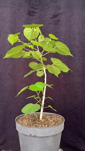 ⚙️the safest yet slowest method of creating nebari #bonsai #bonsaiindonesia #bonsaiwaru #bonsaitree #bonsaiart | Ara Jaber Bonsai