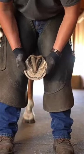 Expert Farrier Techniques for Optimal Horse Hoof Care