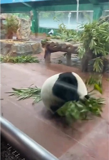 Discover the Humor of Pandas: Funniest Panda Moments
