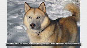 Best Foods for a Healthy and Happy Siberian Husky