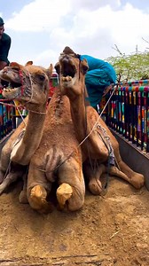 Camel loading in mini truck 🚒 #fbreelsfypシ゚viralfbreelsfypシ゚viral #pageviralシ゚ #fbreels2025ツ #Reels #Trending #Viral #Explore #Dance #Funny #Challenge #Music #Fitness #Food | CoWhoof
