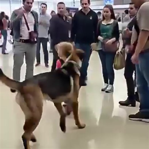🚨Security Dog Started Barking at a Child’s Backpack—What Was Inside Made the Whole Airport Go Silent Watch: see more | SCP Viral 199