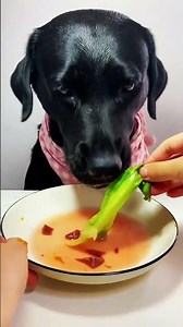 🐶 Relaxing Dog ASMR | Cute Puppy Eating, Sniffing & Licking Sounds | Ultimate Relaxation #dog