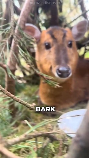 The Muntjac Deer is so weird | About animals