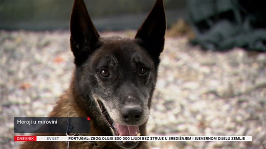 Godinama su služili ovoj državi, pronalazili mine i spašavali živote. Danas, kad je Hrvatska gotovo potpuno bez mina, i oni odlaze u mirovinu – i traže novi dom. Jedan od dva četveronožna heroja upravo ga je danas i našao, a sada i drugi traži svoju priliku. | DNEVNIK.hr